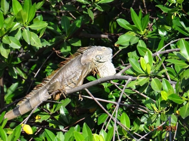 Discover the Charm of Placencia, Belize: A Tropical Paradise with ...