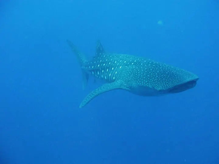 Swimming with Whale Sharks in Belize